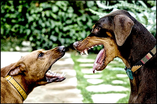 Агрессия у собак